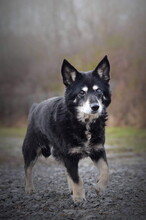 ATOM, Hund, Mischlingshund in Slowakische Republik - Bild 6