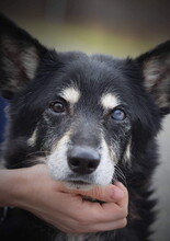 ATOM, Hund, Mischlingshund in Slowakische Republik - Bild 7