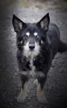 ATOM, Hund, Mischlingshund in Slowakische Republik - Bild 8