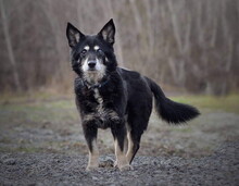 ATOM, Hund, Mischlingshund in Slowakische Republik - Bild 9