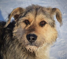 ROBIN, Hund, Mischlingshund in Slowakische Republik - Bild 11