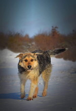 ROBIN, Hund, Mischlingshund in Slowakische Republik - Bild 12