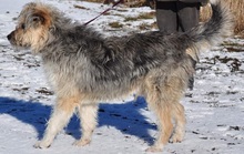 ROBIN, Hund, Mischlingshund in Slowakische Republik - Bild 2
