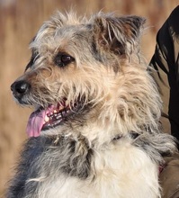 ROBIN, Hund, Mischlingshund in Slowakische Republik - Bild 3