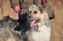 ROBIN, Hund, Mischlingshund in Slowakische Republik - Bild 4