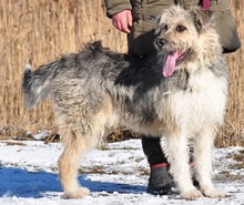ROBIN, Hund, Mischlingshund in Slowakische Republik - Bild 6