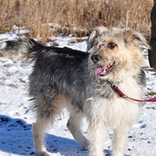 ROBIN, Hund, Mischlingshund in Slowakische Republik - Bild 8