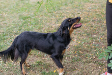 FALCO, Hund, Mischlingshund in Kroatien - Bild 1