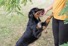 FALCO, Hund, Mischlingshund in Kroatien - Bild 2