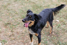 FALCO, Hund, Mischlingshund in Kroatien - Bild 3