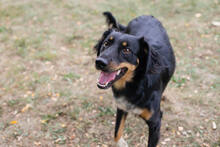 FALCO, Hund, Mischlingshund in Kroatien - Bild 4