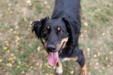 FALCO, Hund, Mischlingshund in Kroatien - Bild 5