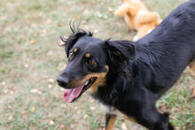 FALCO, Hund, Mischlingshund in Kroatien - Bild 6