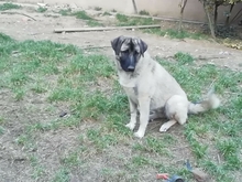 EIRIS, Hund, Mischlingshund in Griechenland - Bild 1