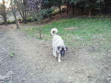 EIRIS, Hund, Mischlingshund in Griechenland - Bild 3