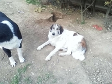 DIVA, Hund, Mischlingshund in Griechenland - Bild 1