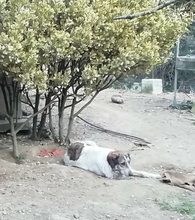 DIVA, Hund, Mischlingshund in Griechenland - Bild 2