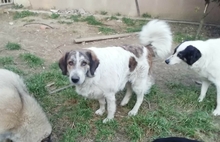 DIVA, Hund, Mischlingshund in Griechenland - Bild 3