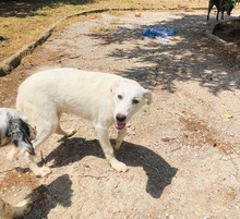 CHLOE, Hund, Mischlingshund in Griechenland - Bild 1