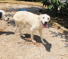 CHLOE, Hund, Mischlingshund in Griechenland - Bild 2