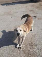 NOVALIE, Hund, Mischlingshund in Griechenland - Bild 1