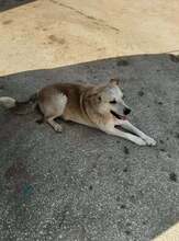 NOVALIE, Hund, Mischlingshund in Griechenland - Bild 3