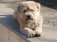 KEKSI, Hund, Mischlingshund in Rumänien - Bild 1