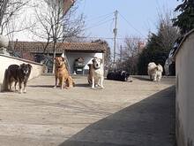 KEKSI, Hund, Mischlingshund in Rumänien - Bild 11