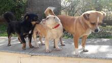 KEKSI, Hund, Mischlingshund in Rumänien - Bild 12