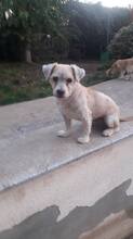 KEKSI, Hund, Mischlingshund in Rumänien - Bild 13