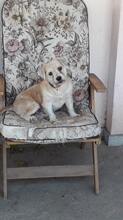 KEKSI, Hund, Mischlingshund in Rumänien - Bild 14