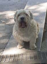 KEKSI, Hund, Mischlingshund in Rumänien - Bild 2