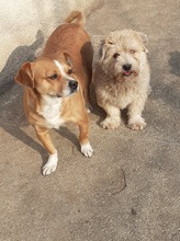 KEKSI, Hund, Mischlingshund in Rumänien - Bild 3