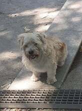 KEKSI, Hund, Mischlingshund in Rumänien - Bild 5