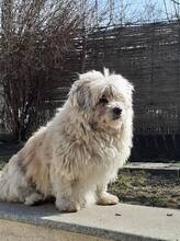 KEKSI, Hund, Mischlingshund in Rumänien - Bild 6