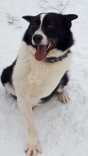 BIMKA, Hund, Mischlingshund in Russische Föderation - Bild 1