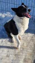 BIMKA, Hund, Mischlingshund in Russische Föderation - Bild 2
