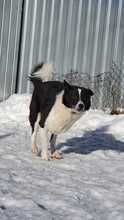BIMKA, Hund, Mischlingshund in Russische Föderation - Bild 8