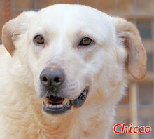 CHICCO, Hund, Mischlingshund in Italien - Bild 1