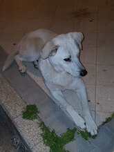 CHICCO, Hund, Mischlingshund in Italien - Bild 11