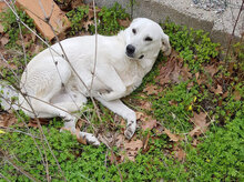 CHICCO, Hund, Mischlingshund in Italien - Bild 12