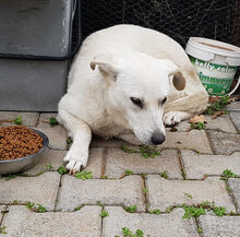 CHICCO, Hund, Mischlingshund in Italien - Bild 13