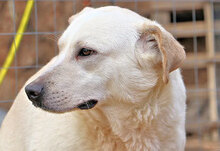 CHICCO, Hund, Mischlingshund in Italien - Bild 6