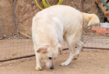 CHICCO, Hund, Mischlingshund in Italien - Bild 9