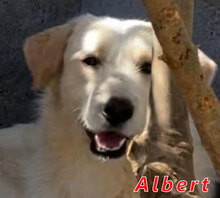 ALBERT, Hund, Mischlingshund in Italien - Bild 1