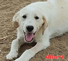 ALBERT, Hund, Mischlingshund in Italien - Bild 14