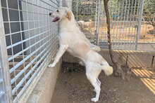 ALBERT, Hund, Mischlingshund in Italien - Bild 4