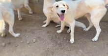 ALBERT, Hund, Mischlingshund in Italien - Bild 5