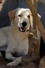 ALBERT, Hund, Mischlingshund in Italien - Bild 7