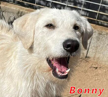 BONNY, Hund, Mischlingshund in Italien - Bild 1